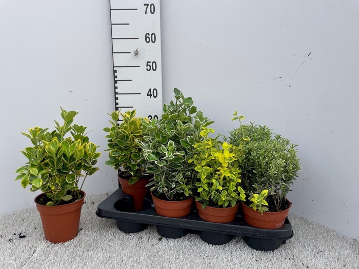 <h4>EUONYMUS JAP GEM</h4>