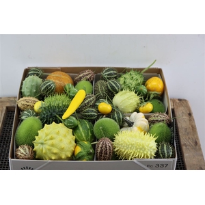 Sier Cucumis Mix Spec Yellow X4 Hol
