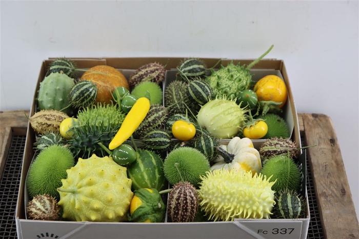 Sier Cucumis Mix Spec Yellow X4 Hol