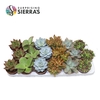 Sierra's® - Sevilla Succulent Mix (Deluxe)