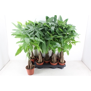 arr3 CP - Pachira Aquatica 409/9