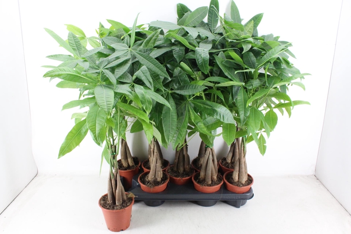 <h4>arr3 CP - Pachira Aquatica 409/9</h4>