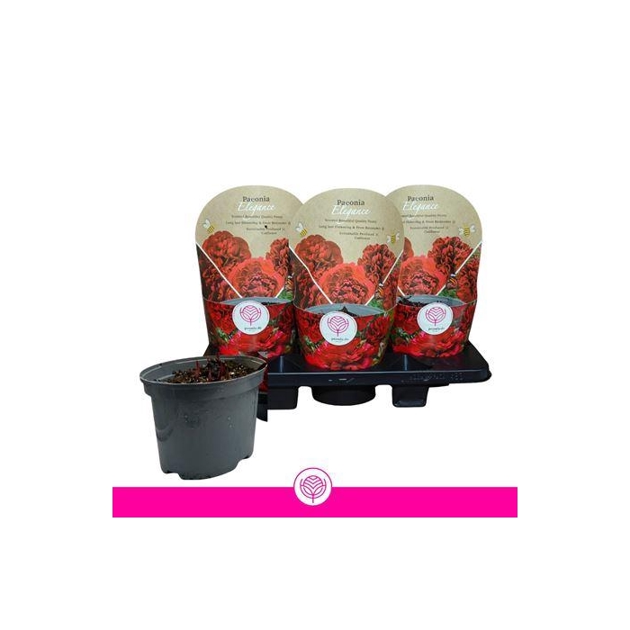 <h4>** Paeonia Elegance Rood * Winter Promo **</h4>