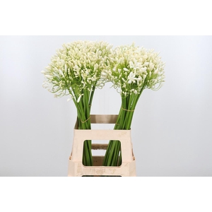 Agapanthus Umbellatus Album