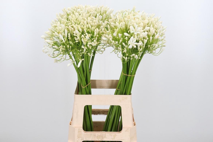 <h4>Agapanthus Umbellatus Album</h4>