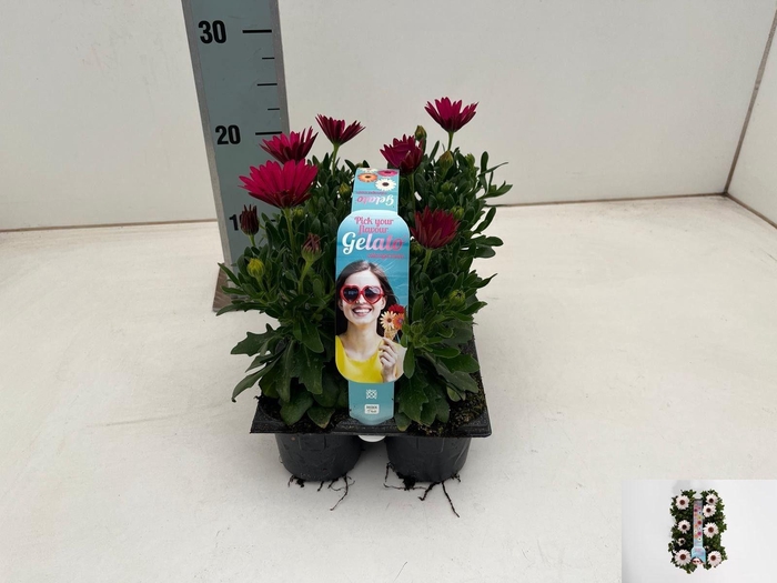 <h4>OSTEO GELATO ALMOND</h4>