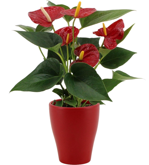 <h4>Anthurium Diamond Red in Carly ceramics</h4>