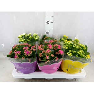 Kalanchoe blos.   ..rosebud mix  4
