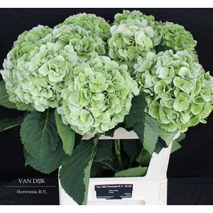 Hyd Verena Green Classic