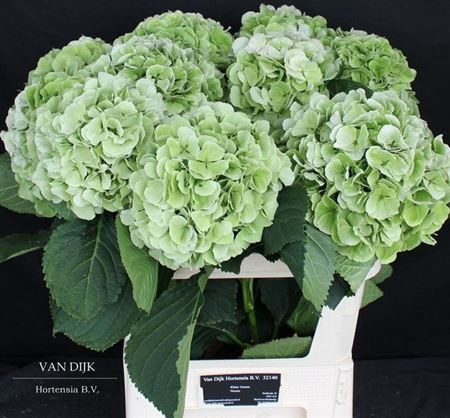 <h4>Hyd Verena Green Classic</h4>