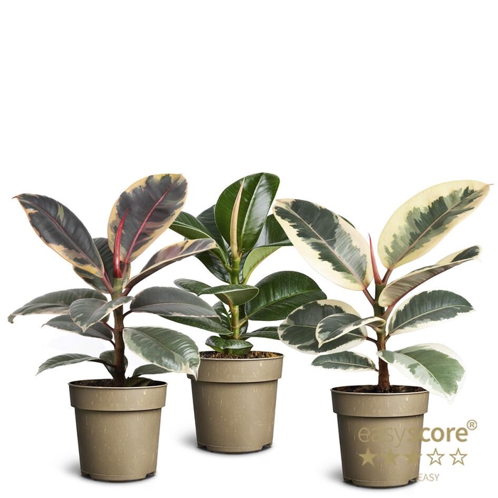 <h4>Ficus elastica Collection P11</h4>