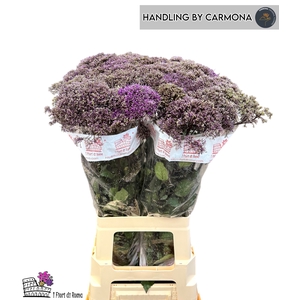 TRACH CORINE PURPLE
