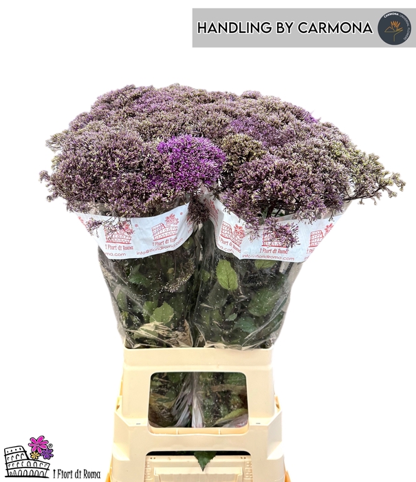 <h4>TRACH CORINE PURPLE</h4>