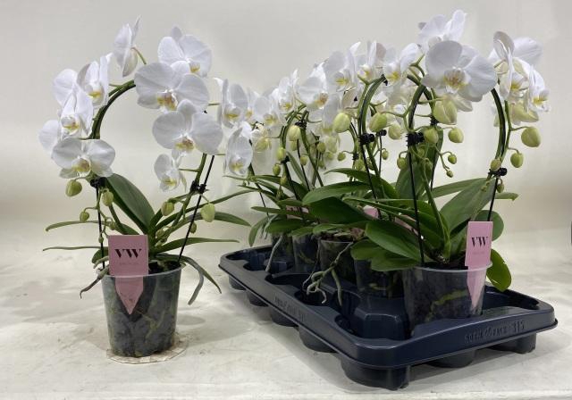 <h4>PHAL OV WIT</h4>