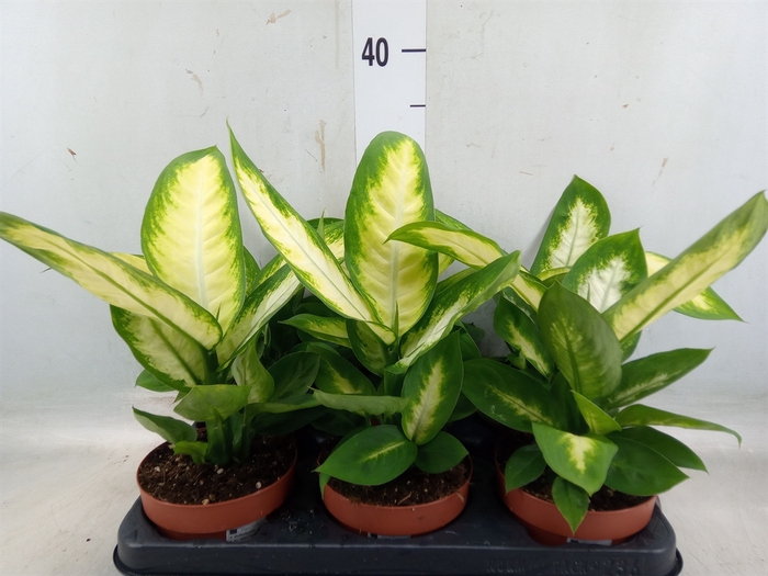 <h4>Dieffenbachia  'Camilla'</h4>