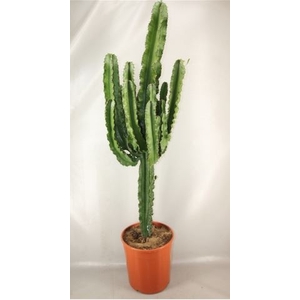 Euphorbia overig