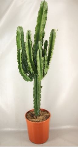 <h4>Euphorbia overig</h4>