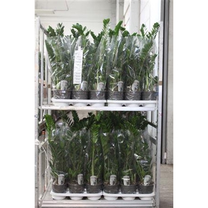 Zamio Zamiifolia 3-4+ P19