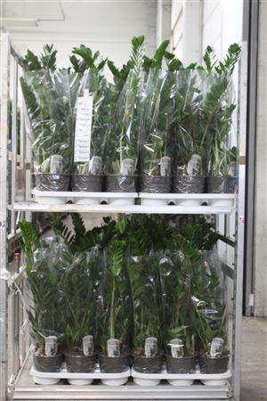 <h4>Zamio Zamiifolia 3-4+ P19</h4>