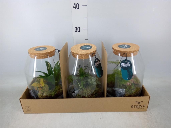 <h4>Arr.    Planten  H%</h4>