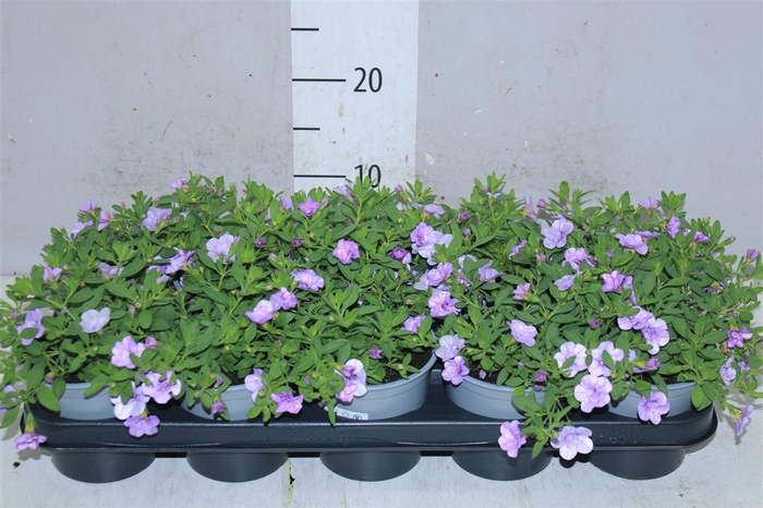 <h4>Calibrachoa Doubble Light Blue</h4>