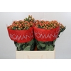 Hypericum Mellow Romance