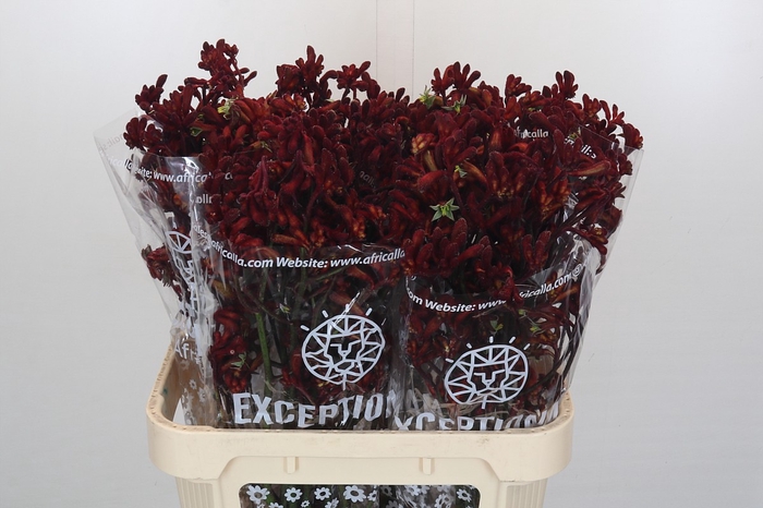 Anigozanthos Early Spring