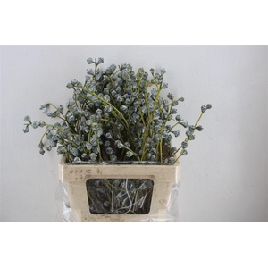 Euca Boule 300gram P Bunch