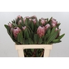 Protea Pink Ice