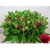 PAEO RED CHARM