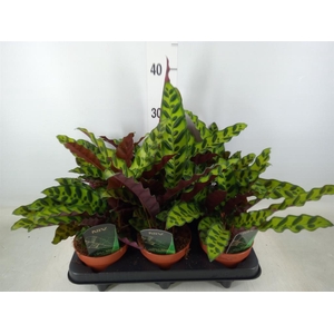 Calathea lancifolia