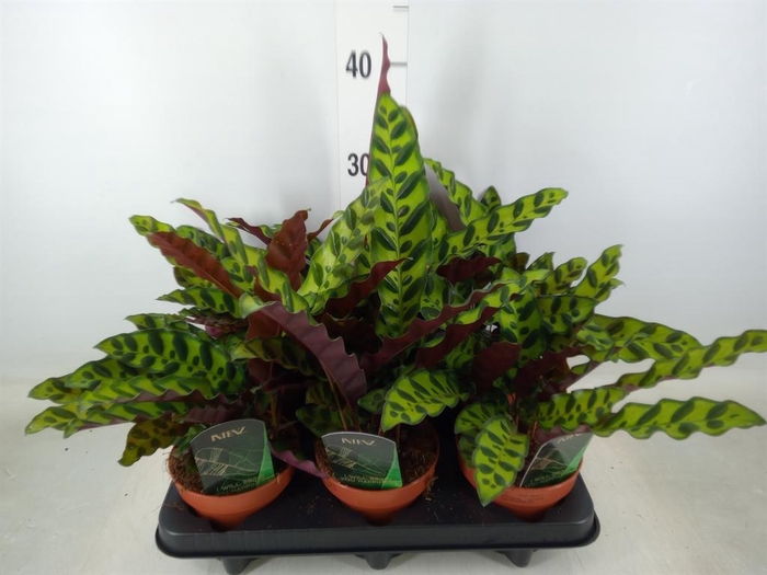 <h4>Calathea lancifolia</h4>