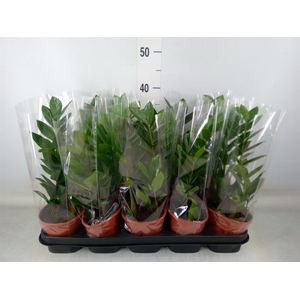 Zamioculcas zamiifolia