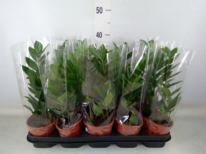 <h4>Zamioculcas zamiifolia</h4>