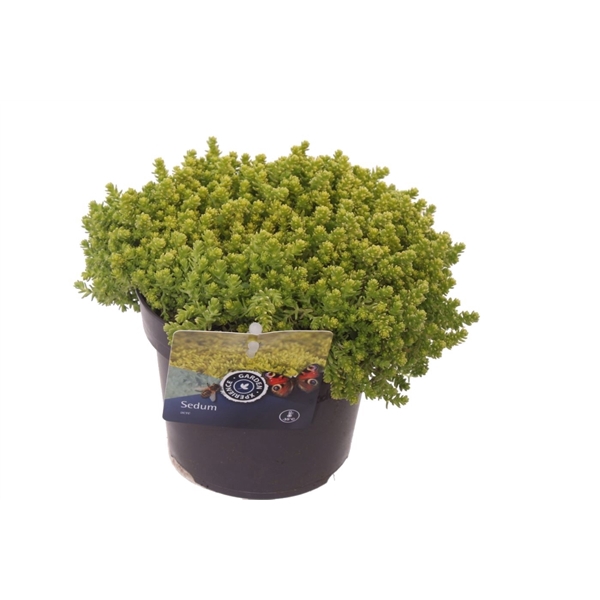 <h4>Sedum acre Yellow Queen</h4>