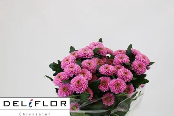 <h4>CHR T LETSGO PINK</h4>