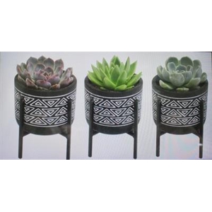 1810 BLACK KER SUCC POOTJE