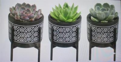 <h4>1810 Black Ker Succ Pootje</h4>