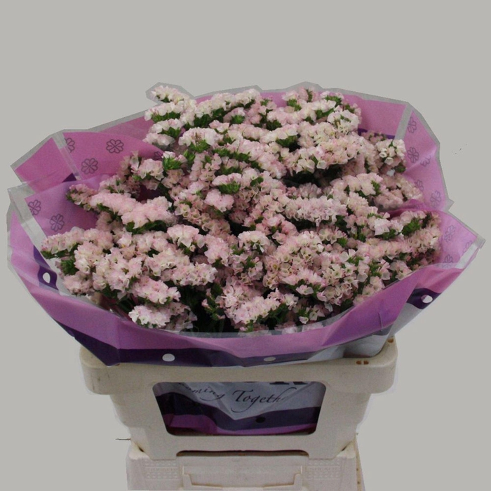 <h4>LIMONIUM SINUATUM 'APRICOT SUN BIR'</h4>