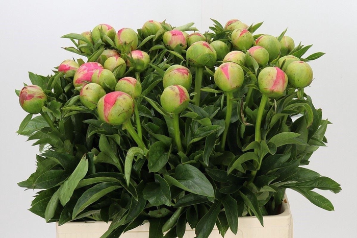 <h4>PAEONIA CORAL SUNSET</h4>