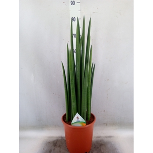 Sansevieria cyl.  ...