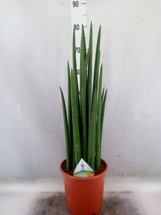<h4>Sansevieria cyl.  ...</h4>