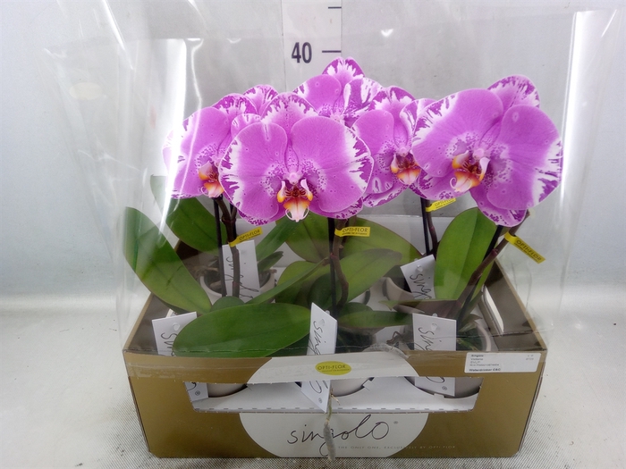 <h4>Phalaenopsis   ...</h4>