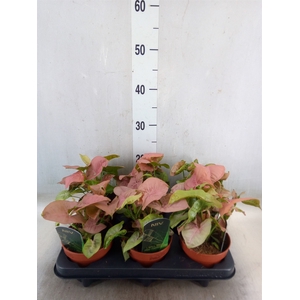 Syngonium podop.
