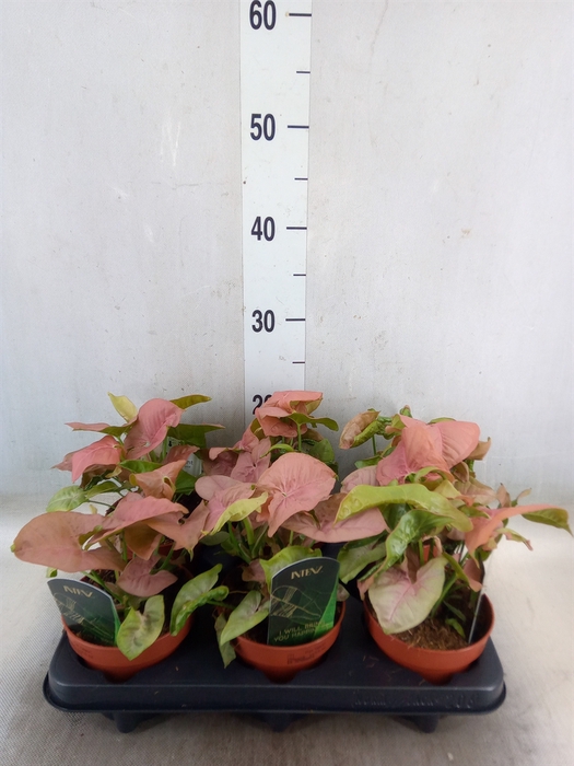 <h4>Syngonium podop.</h4>