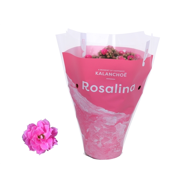 <h4>Kalanchoe Rosalina 12cm TST Don Nando, Roze hoes</h4>