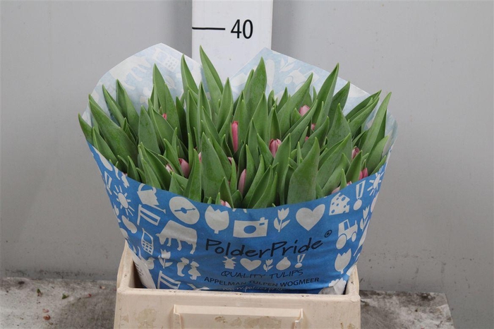 <h4>Tu En Dynasty</h4>