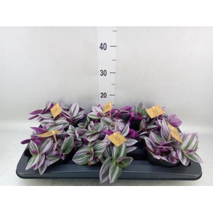 Tradescantia cerinth. 'Nanouk'