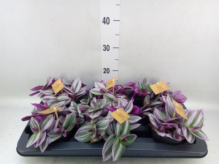 <h4>Tradescantia cerinth. 'Nanouk'</h4>