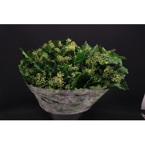 Hedera Blad Italie